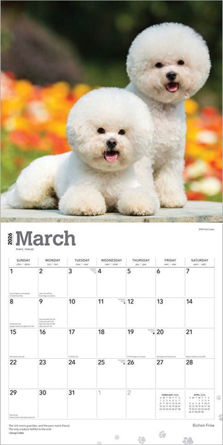 Browntrout Bichon Frise Kalender 2026