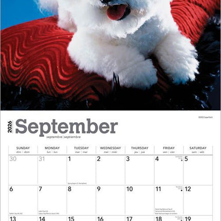 Browntrout Bichon Frise Kalender 2027