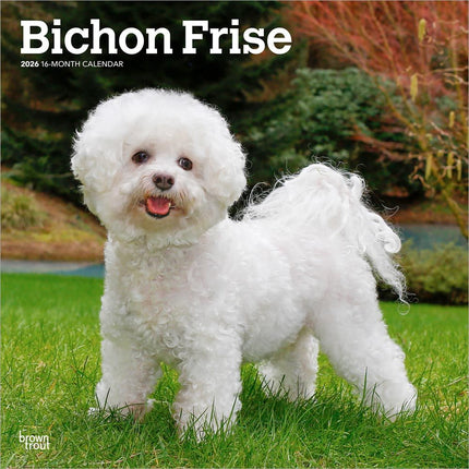 Browntrout Bichon Frise Kalender 2027