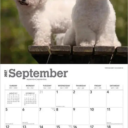 Browntrout Bichon Frise Kalender 2027