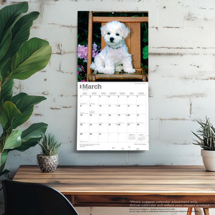Browntrout Bichon Frise Puppies Kalender 2026