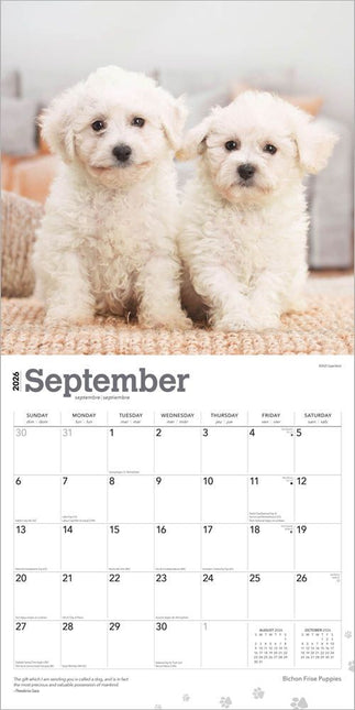 Browntrout Bichon Frise Puppies Kalender 2026