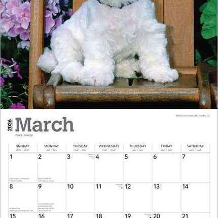 Browntrout Bichon Frise Puppies Kalender 2026