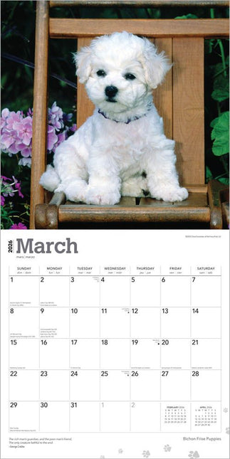 Browntrout Bichon Frise Puppies Kalender 2026