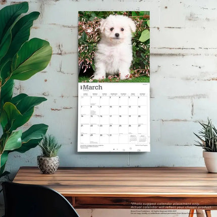 Browntrout Bichon Frise Puppies Kalender 2027