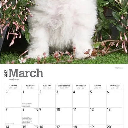 Browntrout Bichon Frise Puppies Kalender 2027