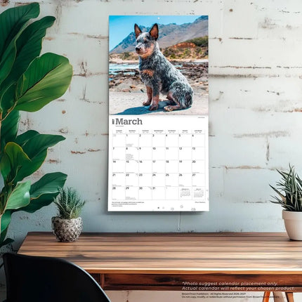 Browntrout Blue Heelers Kalender 2027