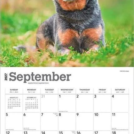 Browntrout Blue Heelers Kalender 2027