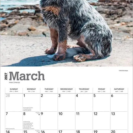 Browntrout Blue Heelers Kalender 2027