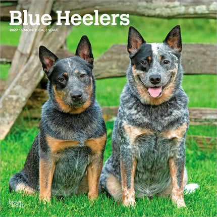 Browntrout Blue Heelers Kalender 2027