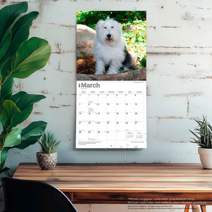 Browntrout Bobtail / Old English Sheepdog Kalender 2027