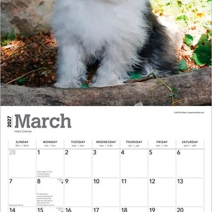 Browntrout Bobtail / Old English Sheepdog Kalender 2027