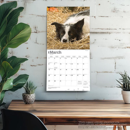 Browntrout Border Collie Kalender 2026