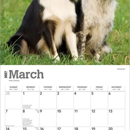 Browntrout Border Collie Kalender 2027