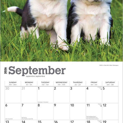Browntrout Border Collie Puppies Kalender 2026