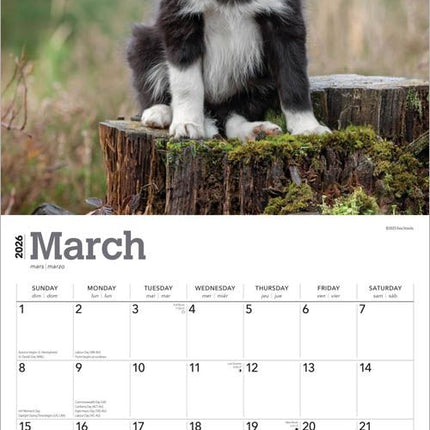 Browntrout Border Collie Puppies Kalender 2026