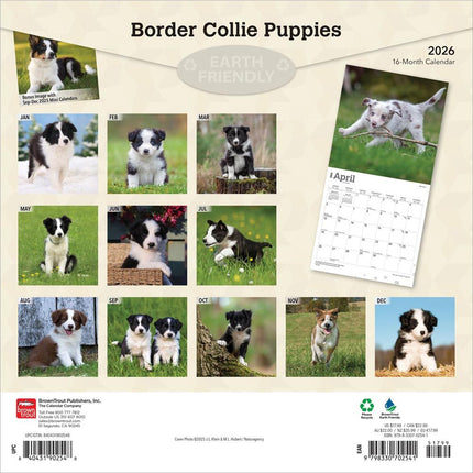 Browntrout Border Collie Puppies Kalender 2026