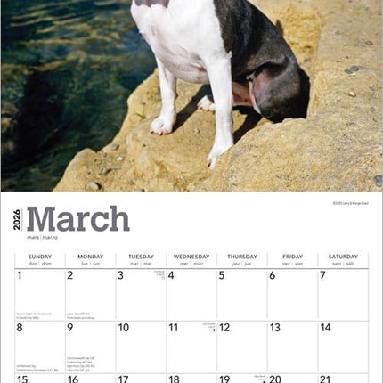 Browntrout Boston Terrier Kalender 2026