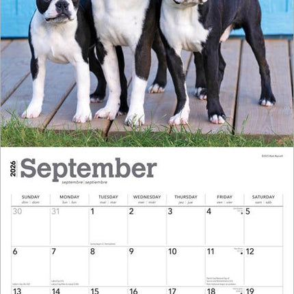 Browntrout Boston Terrier Kalender 2026