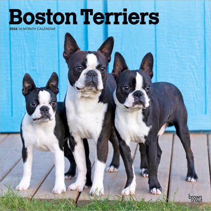 Browntrout Boston Terrier Kalender 2026