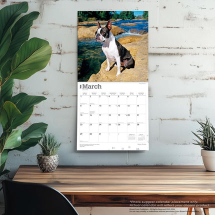 Browntrout Boston Terrier Kalender 2026