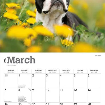 Browntrout Boston Terrier Kalender 2027
