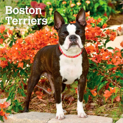 Browntrout Boston Terrier Kalender 2027