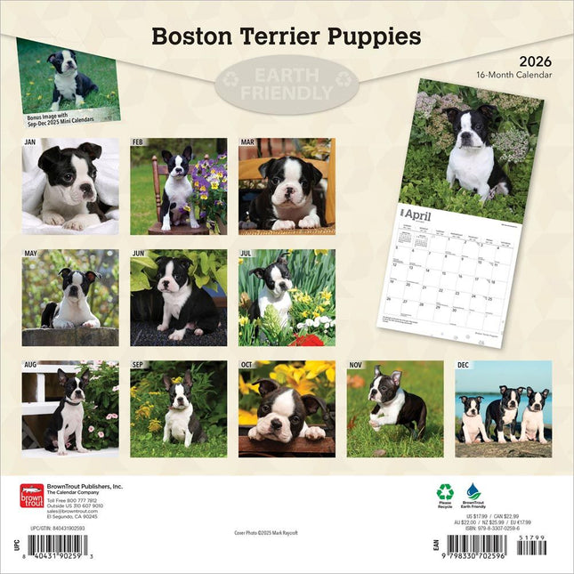 Browntrout Boston Terrier Puppies Kalender 2026