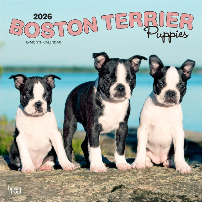 Browntrout Boston Terrier Puppies Kalender 2026