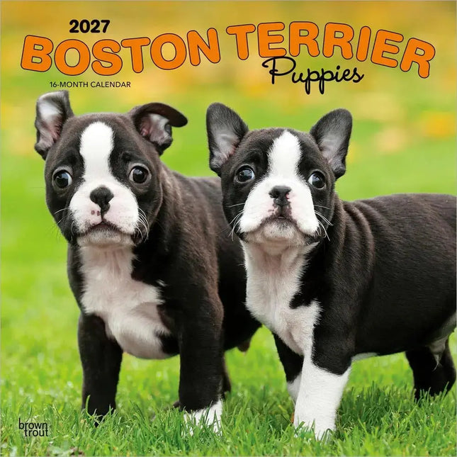 Browntrout Boston Terrier Puppies Kalender 2027