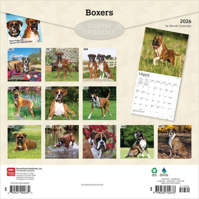 Browntrout Boxer Kalender 2026