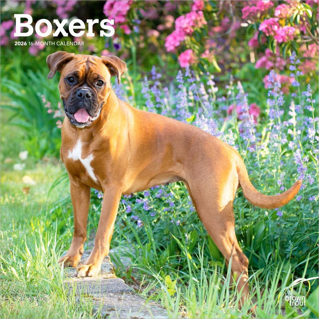 Browntrout Boxer Kalender 2026