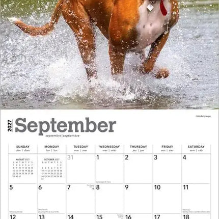 Browntrout Boxer Kalender 2027