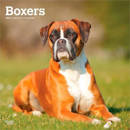 Browntrout Boxer Kalender 2027