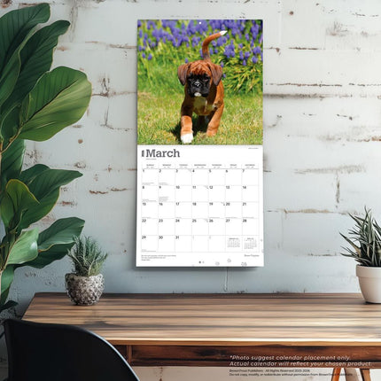Browntrout Boxer Puppies Kalender 2026