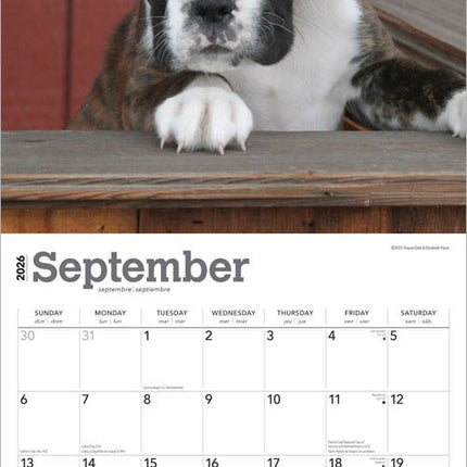 Browntrout Boxer Puppies Kalender 2026