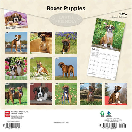 Browntrout Boxer Puppies Kalender 2026