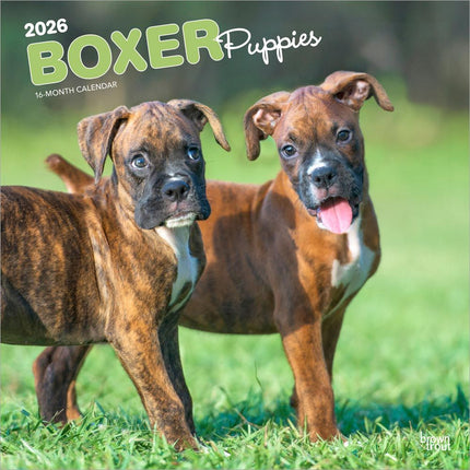 Browntrout Boxer Puppies Kalender 2026