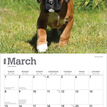 Browntrout Boxer Puppies Kalender 2027