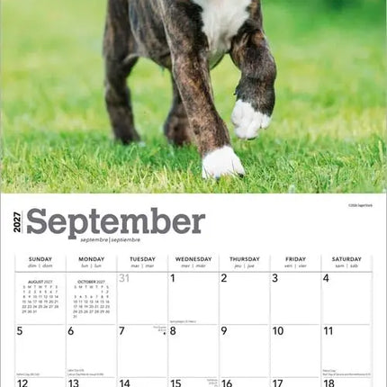 Browntrout Boxer Puppies Kalender 2027