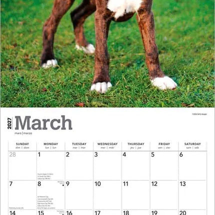 Browntrout Boxer Puppies Kalender 2027