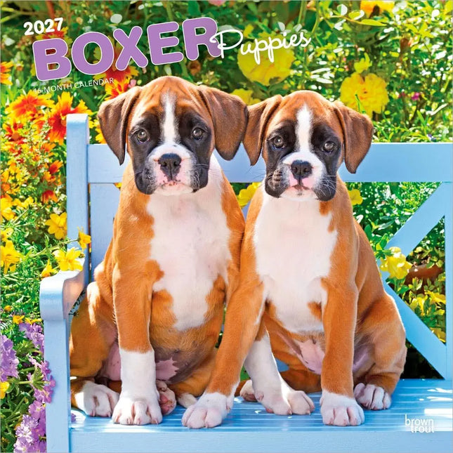 Browntrout Boxer Puppies Kalender 2027