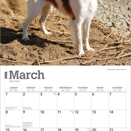 Browntrout Brittany Spaniel Kalender 2026