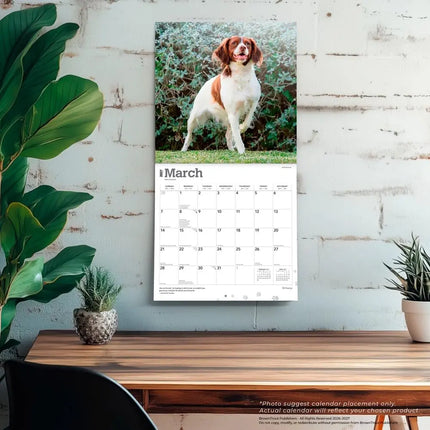Browntrout Brittany Spaniel Kalender 2027