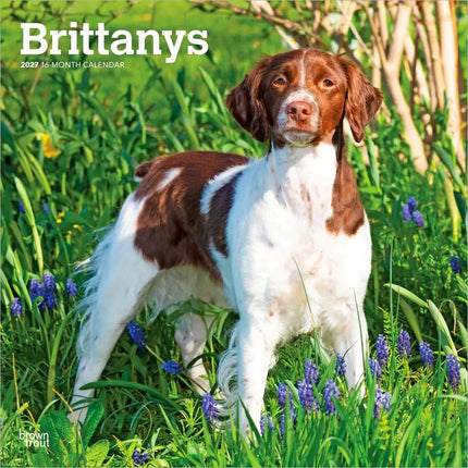 Browntrout Brittany Spaniel Kalender 2027