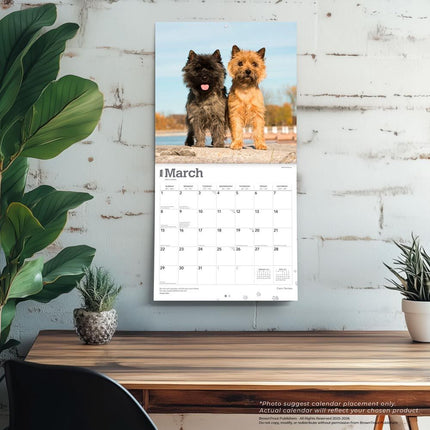 Browntrout Cairn Terrier Kalender 2026