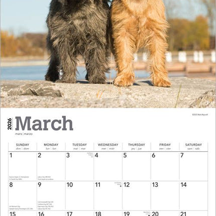 Browntrout Cairn Terrier Kalender 2026