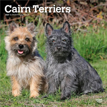 Browntrout Cairn Terrier Kalender 2027