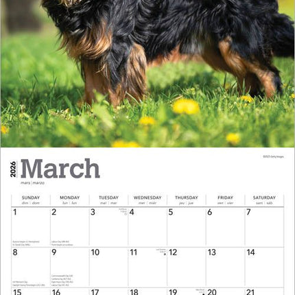 Browntrout Cavalier King Charles Spaniel Kalender 2026