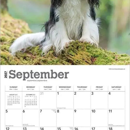 Browntrout Cavalier King Charles Spaniel Kalender 2027